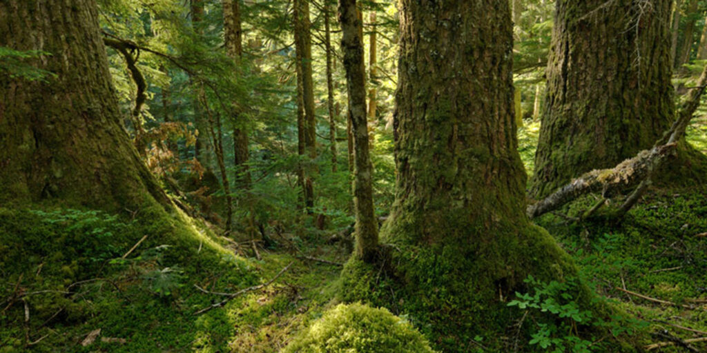 a mossy sunlit forest